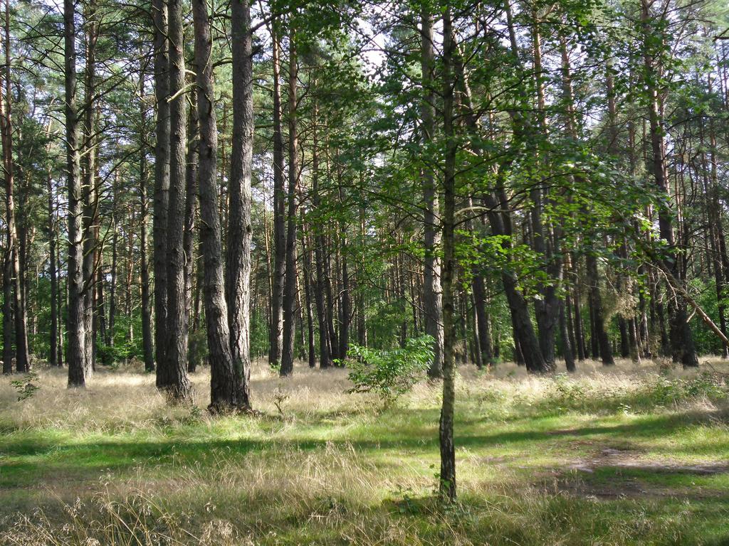 Kastavengrund - Ferienhaeuser Mit Kamin Lychen Bagian luar foto